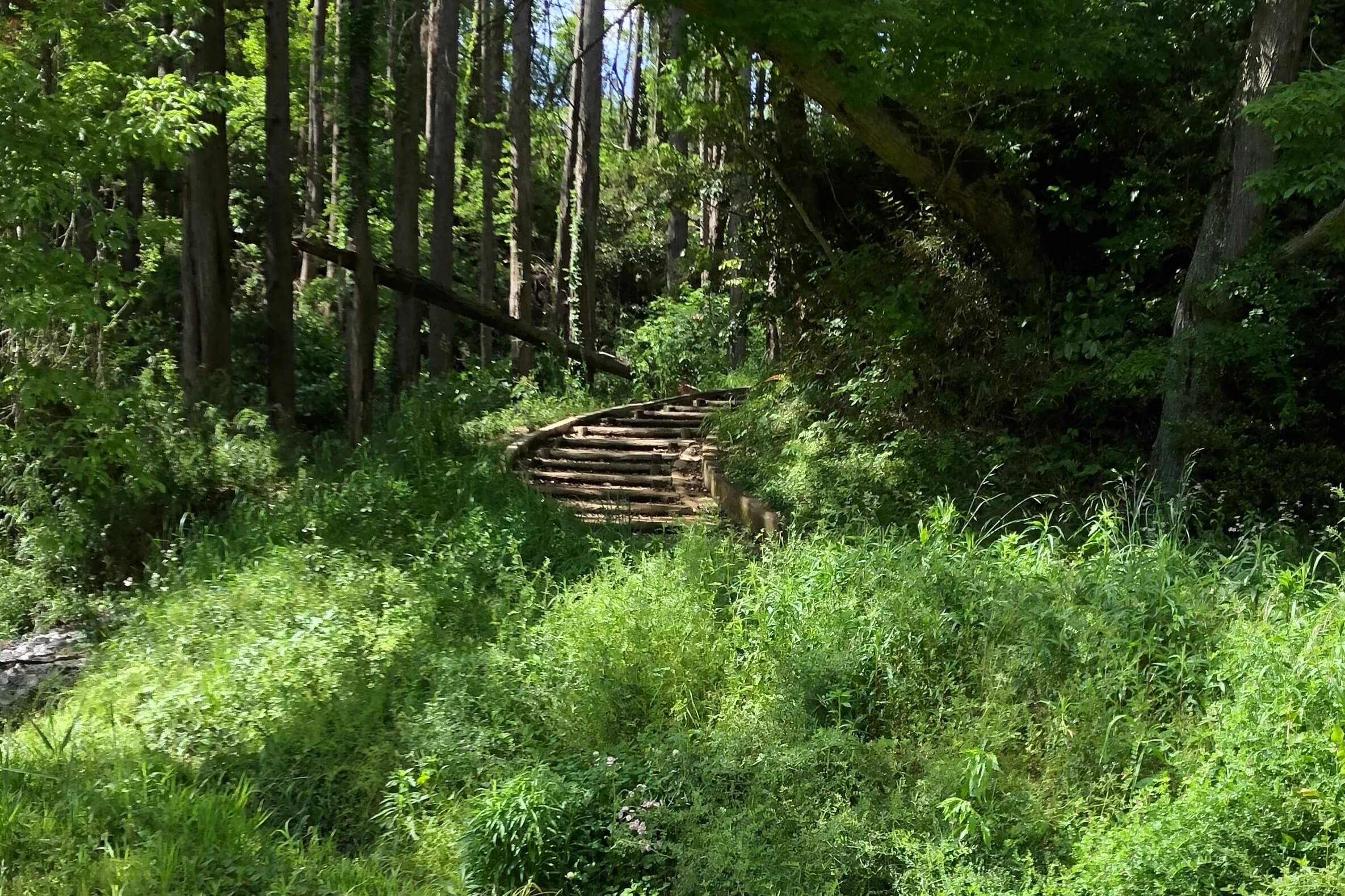 森の中の階段