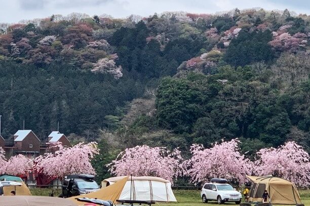 桜が咲いている春キャンプの様子